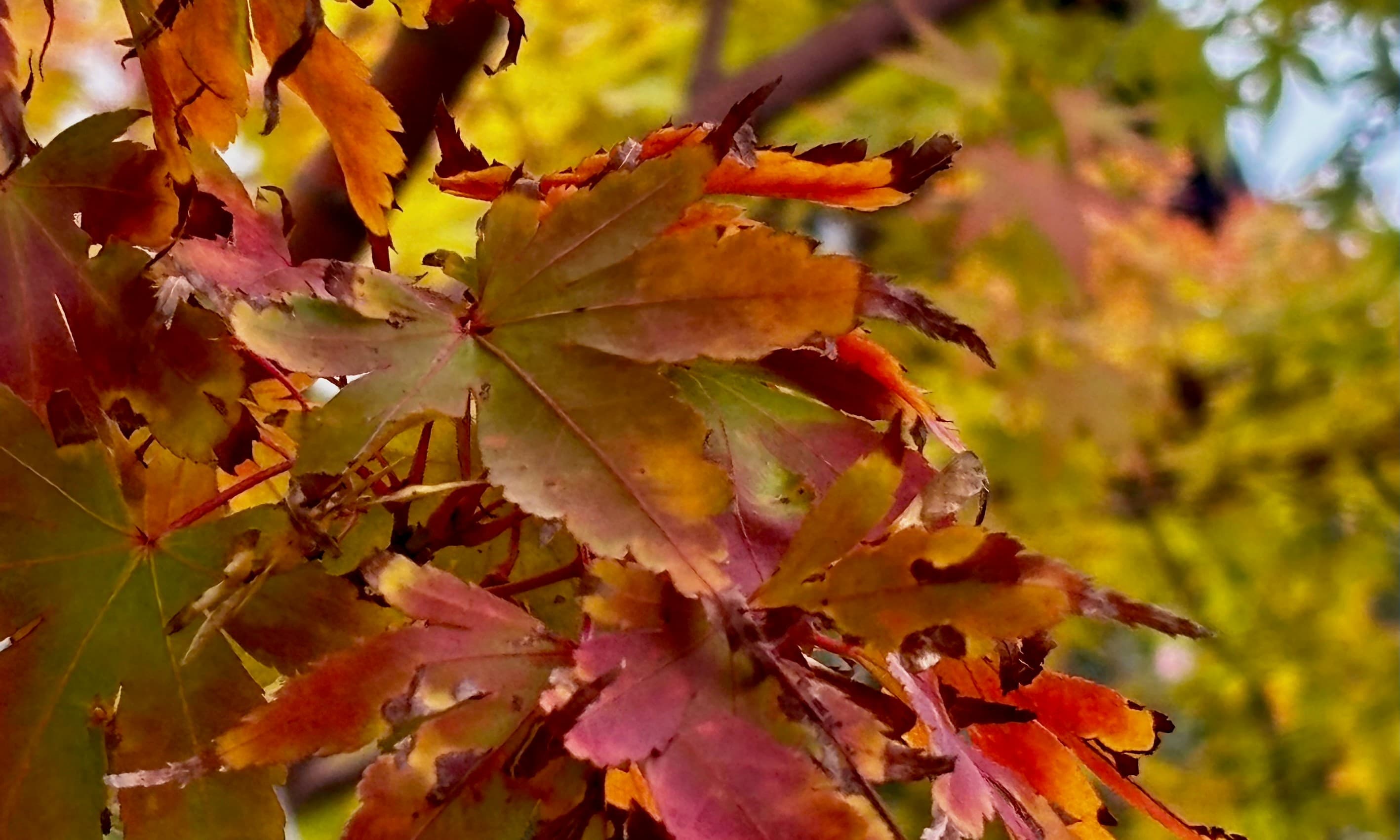gardening-jobs-for-october