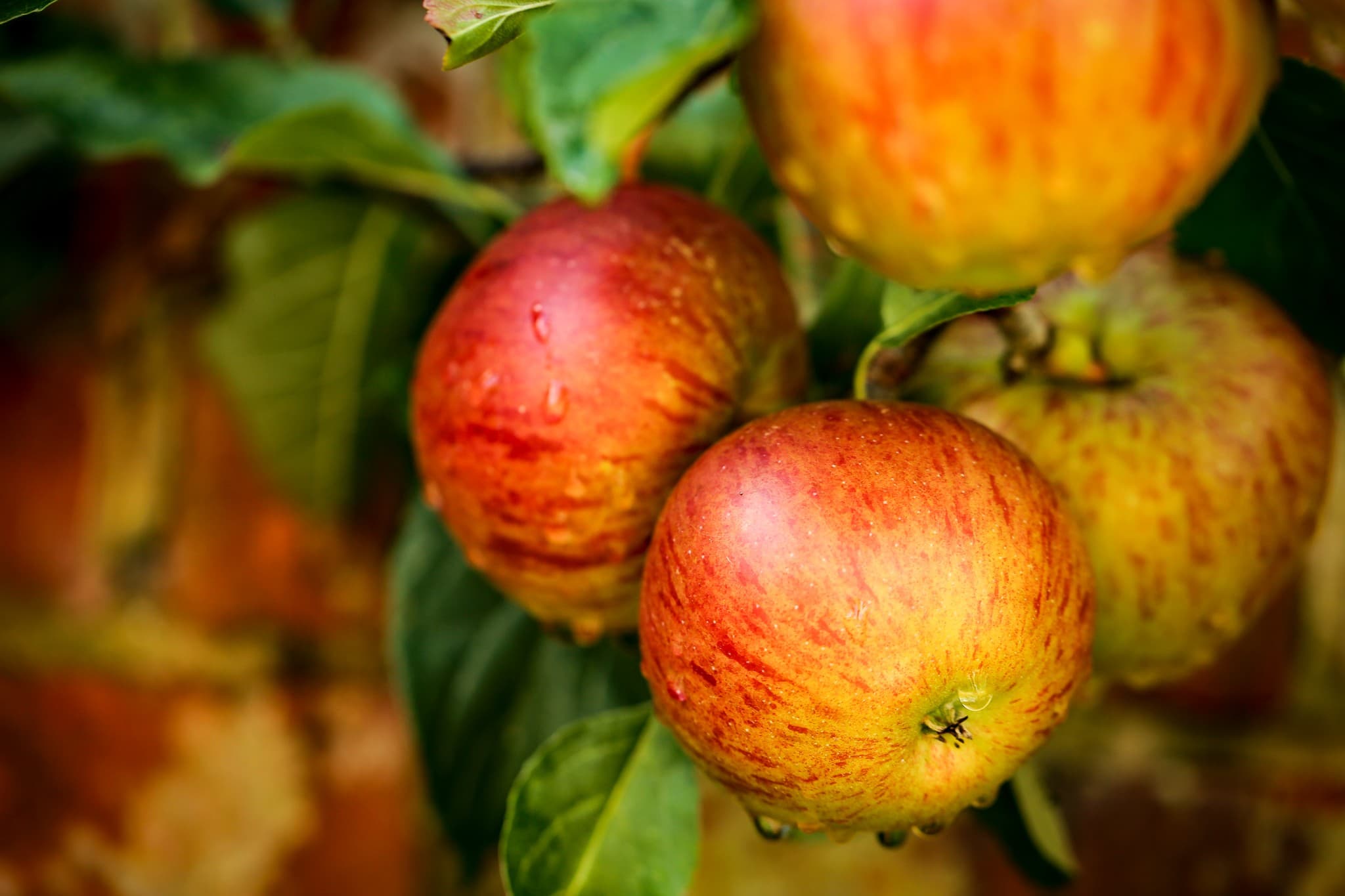 Gardening Jobs for Sept