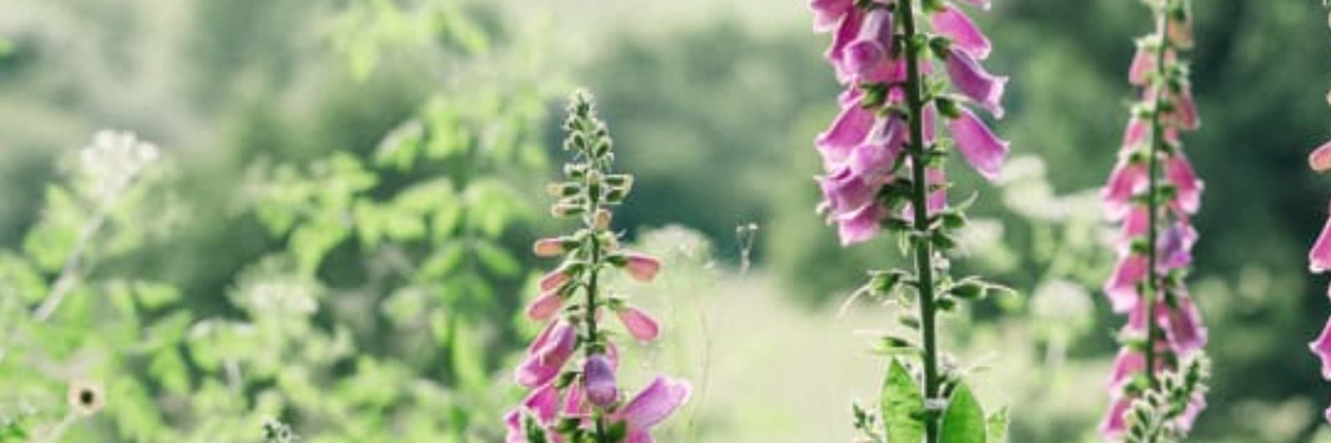 Banner background