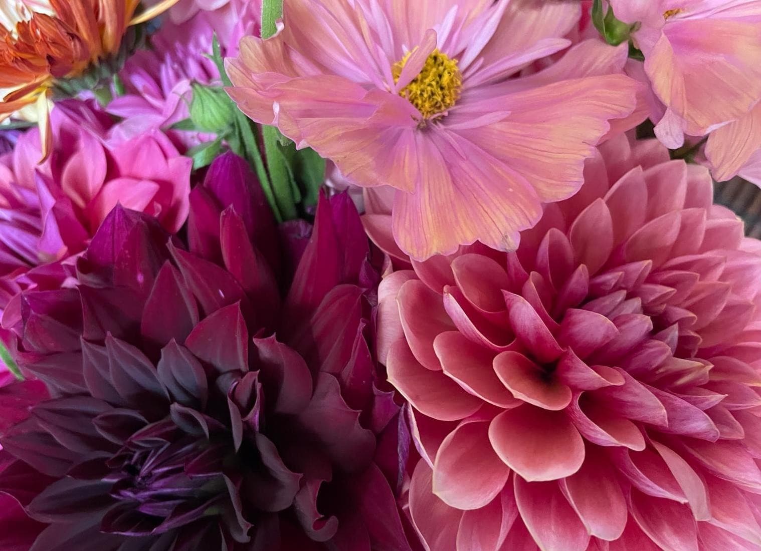 gardening-jobs-for-august