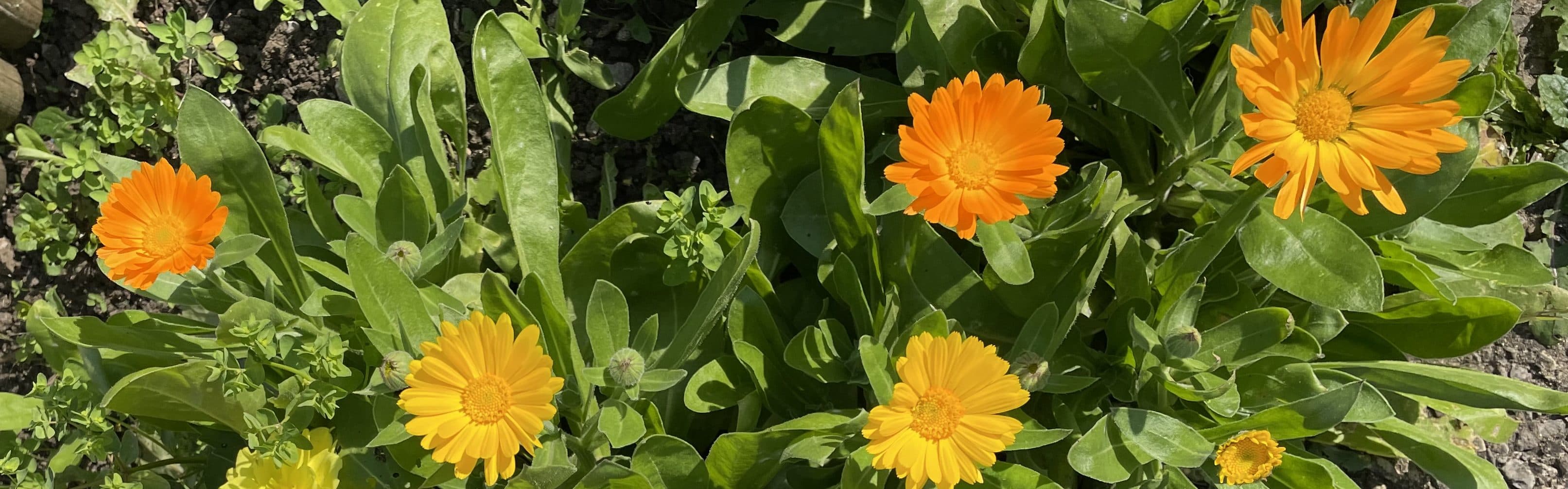 Banner background