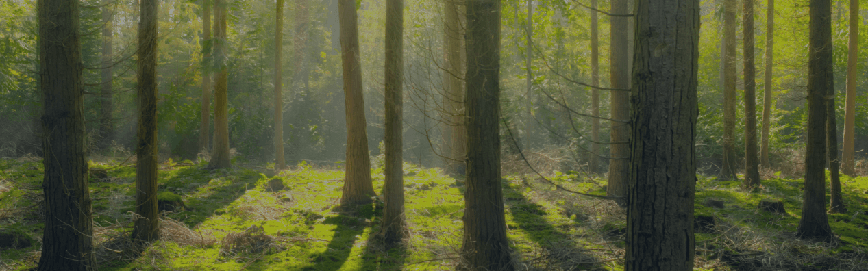 Banner background