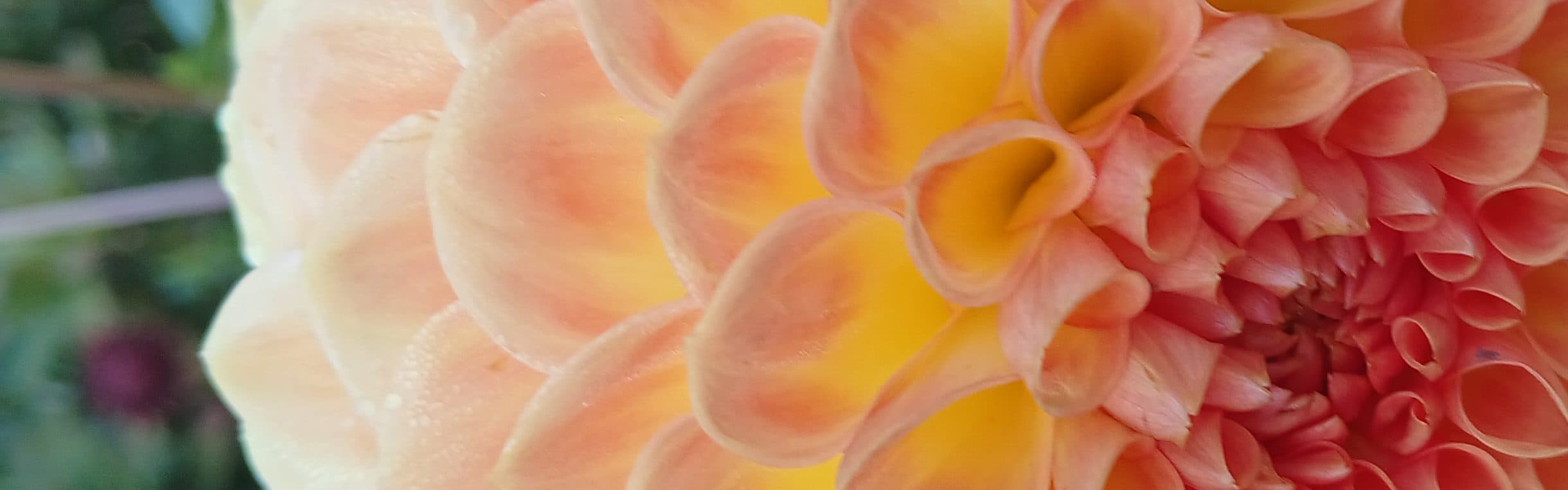 Banner background
