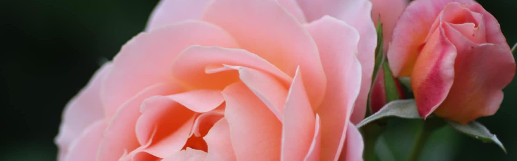 Banner background