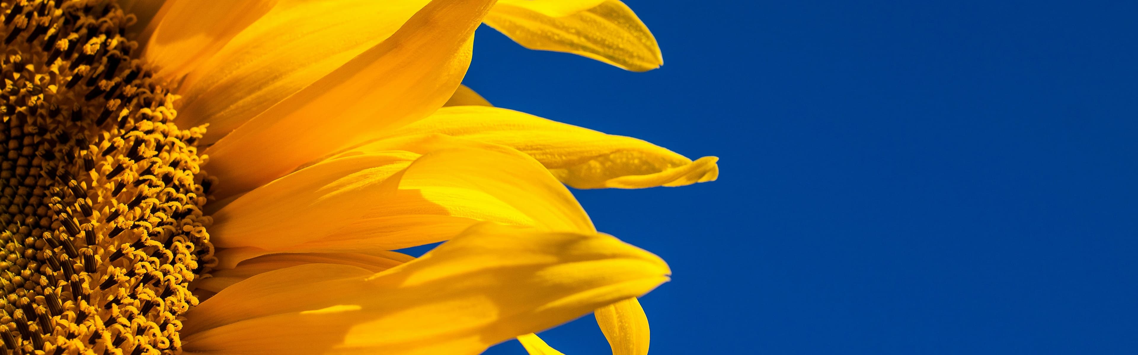 Banner background