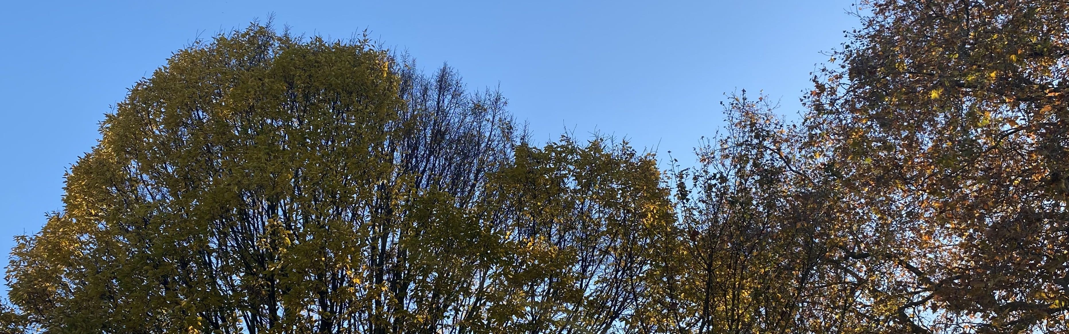 Banner background