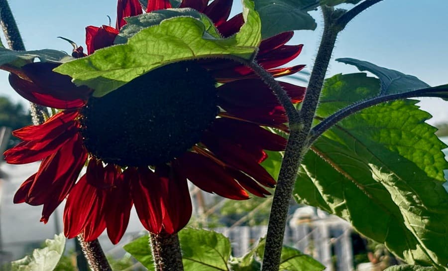 Gardening Jobs for July