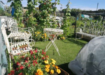 Before and after on my allotment