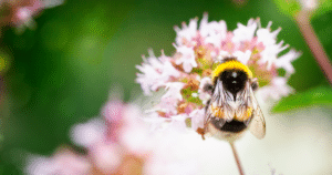 Bumble Bee on a flower