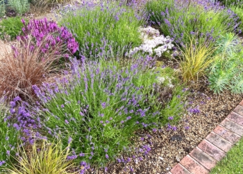 Befores & Afters: Lambridge Wood Rd Garden One, Henley