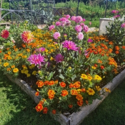 Lotty after dahlia bed