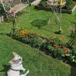 Lotty with bob