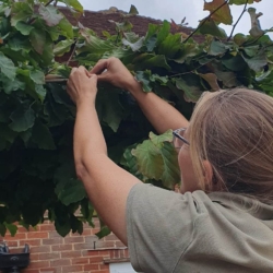 Tying in Parrotia persica trees
