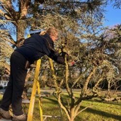 Winter Pruning of Apple Trees