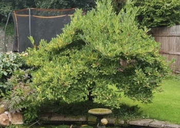 Examples of my work (incl before/after)