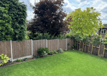 Pleached hornbeam and planting