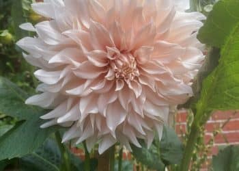 Dahlias!!