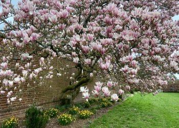 Gardening is for All The Seasons!