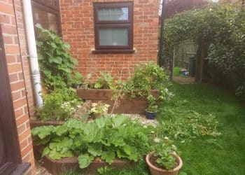 Home grown vegetables are yummy!