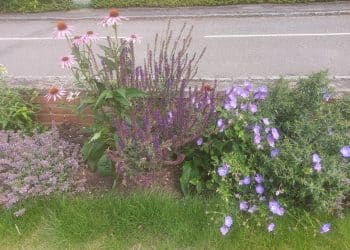 Suburban gardens continued…