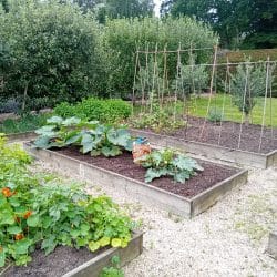 veg patch