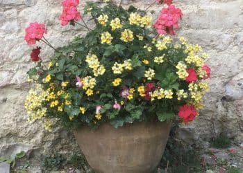 Displays…..pots & baskets
