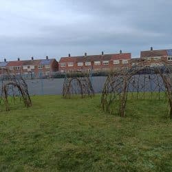 Living willow domes compelted