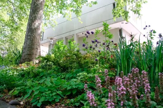 The Medicines Garden at RCP London