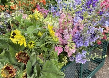 Flower harvest working with Wye valley farmer