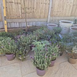 DIY SOS Plants