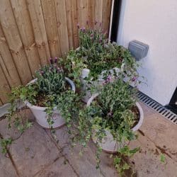 DIY SOS Pots planted