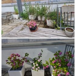 Roof Terrace pots Before and After