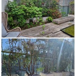 Roof Terrace trees Before and After