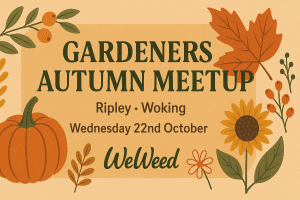 Woking autumn meetup landscape
