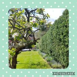 Collage-2021-05-05-17_52_44